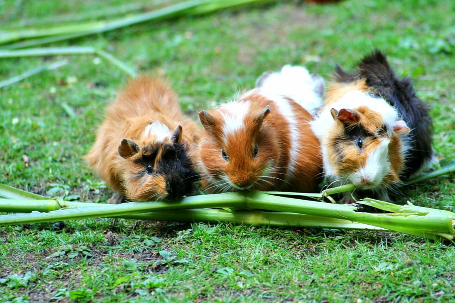 three, guinea pigs, eating, green, plant branch, sea ​​pig house, cute, guinea pig house, rodent, sea ​​pig