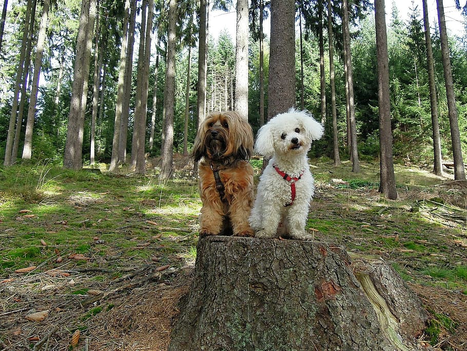two, long-coated, tan, white, dogs, dog, forest, sitting, trees, tree stump