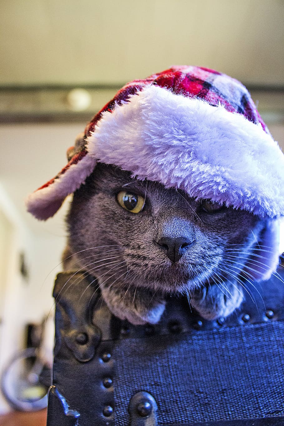 cat, hat, feline, pet, kitty, grey, fur, christmas, animal themes, animal