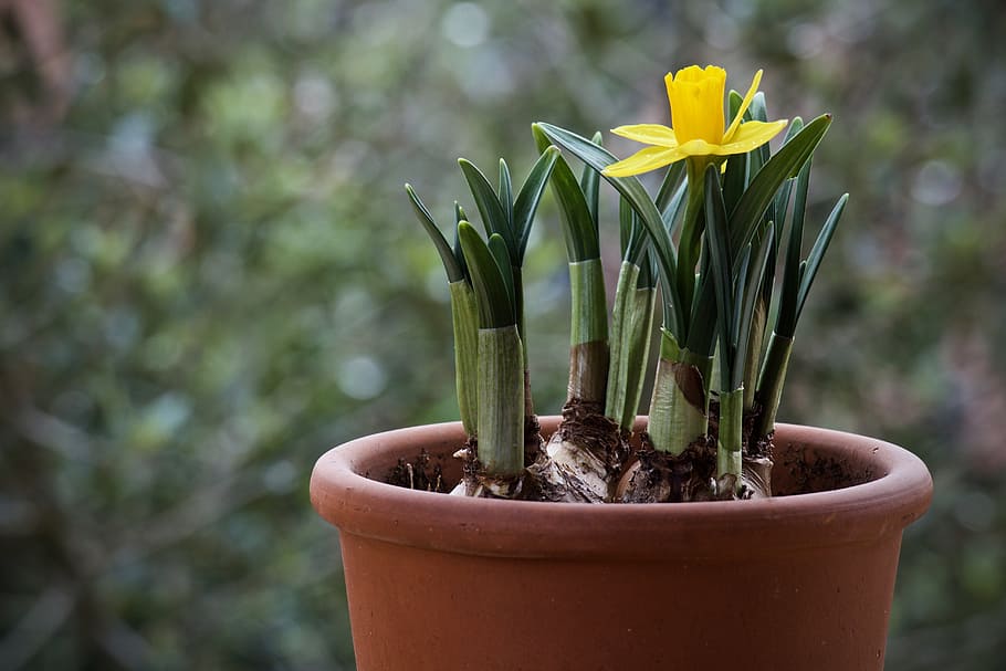 yellow, daffodil flower, pot, bulb, narciso, plant, nature, leaf, garden, flower
