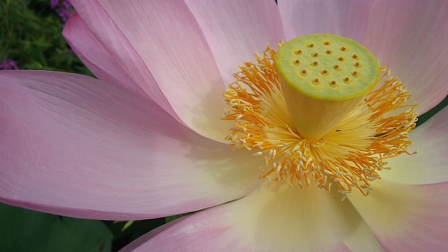 lotus, flower, pink, yellow, blossom, natural, garden, floral, calm, exotic