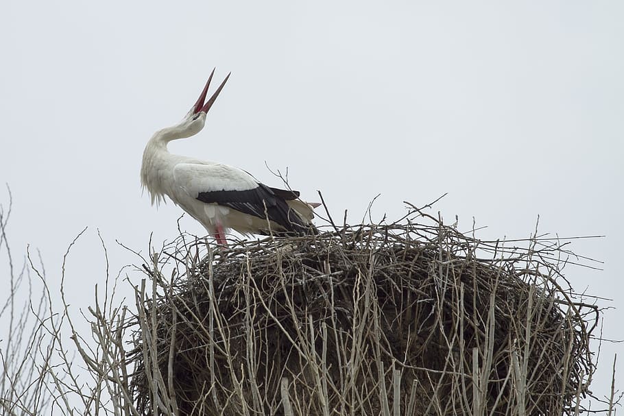 white, bird, top, gray, nest, stork, rattle stork, white stork, storchennest, animal