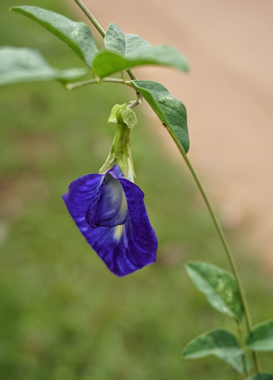 Clitoria ternatea, kupu-kupu, kacang polong, dapat dimakan, teh, Flora, daun, di luar rumah, ungu, biru