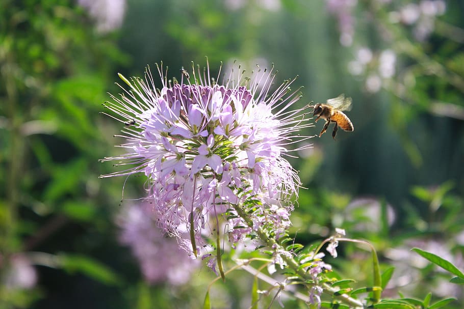 abeja, insecto, entomología, mosca, jardín, púrpura, estudio de la naturaleza, bálsamo de abeja, flor morada, abeja voladora