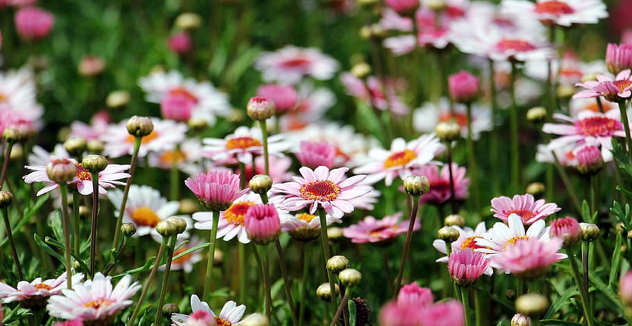 selective, focus photography, pink, daisy flowers, marguerite, tree daisy, flower, argyranthemum frutescens, plant, flowers