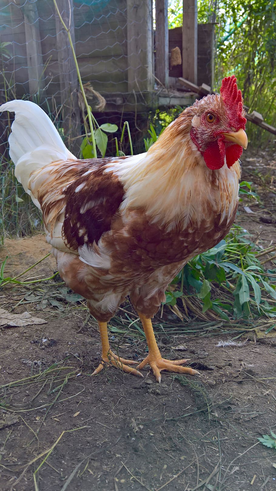 Cock, Poultry, Chicken, bird, chicken - Bird, farm, animal, agriculture, rooster, rural Scene