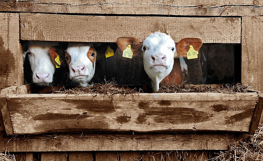 three, white, peeking, cage, Class President, Cow, Cows, Calf, Calves, cheekily