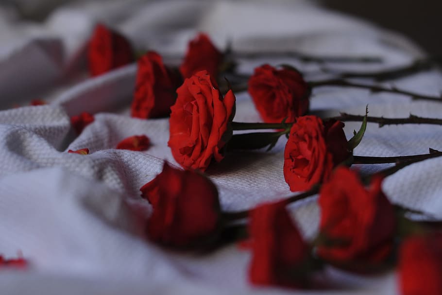 shot, red, roses, Closeup, red roses, nature, flower, flowers, love, rose