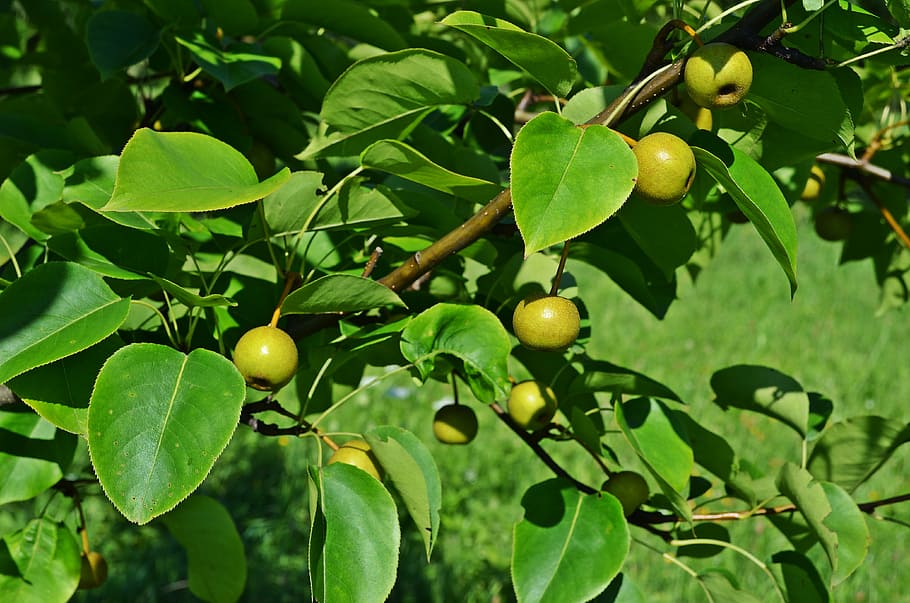 pear, asian pear, tree, sad, garden, closeup, nature, foliage, vegetation, fruit
