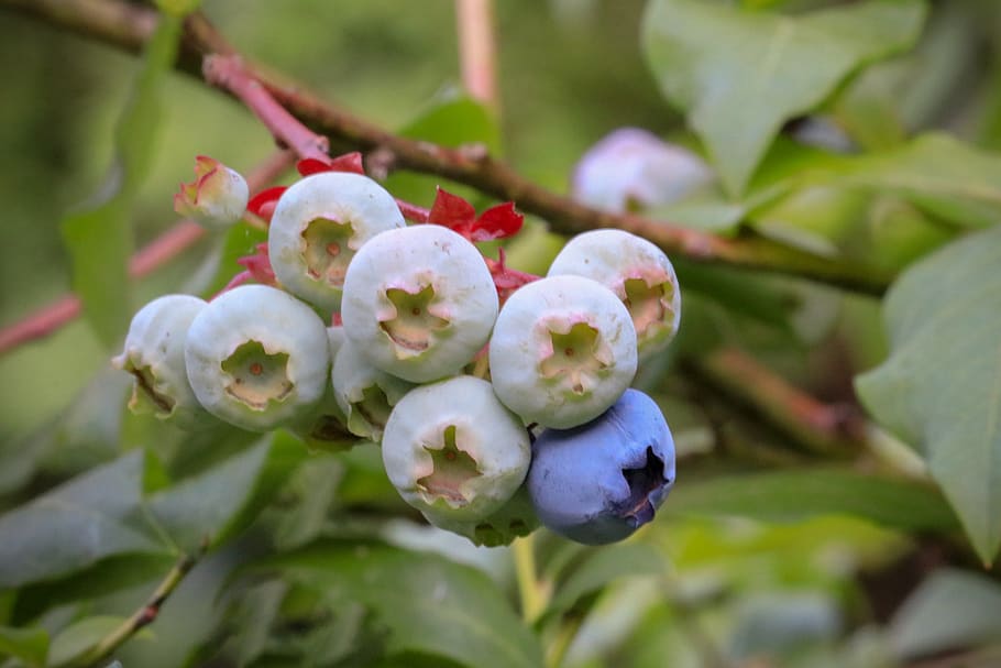 blueberry, blueberries, berries, healthy, delicious, food, fruit, tasty, summer, breakfast