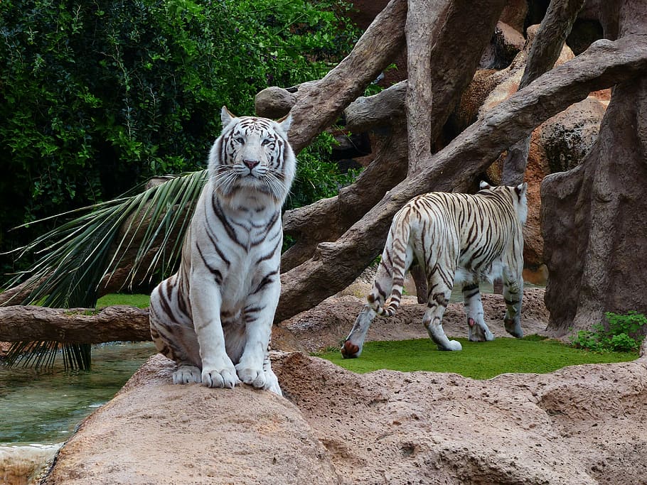 white, tiger, sitting, brown, rock, white bengal tiger, sit, rest, bored, predator