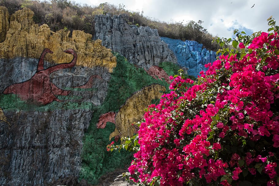 red, bougainvilleas, bloom, mountain, cuba, valle de viñales, mural de la prehistoria, rock painting, art, rock