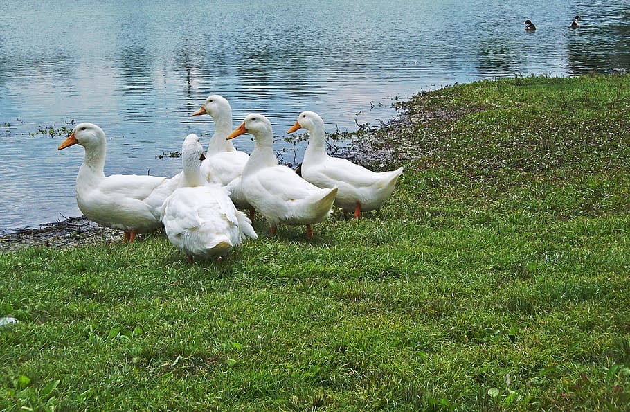 Lake, Mingo, Ducks, Kentucky, Birds, lake mingo ducks, animal, wild, water, bird