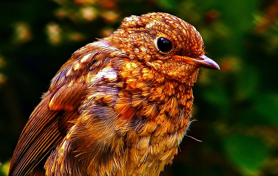 close-up photography, brown, bird, little bird, spevavý, birds, forest, photo shoot, nature, tree