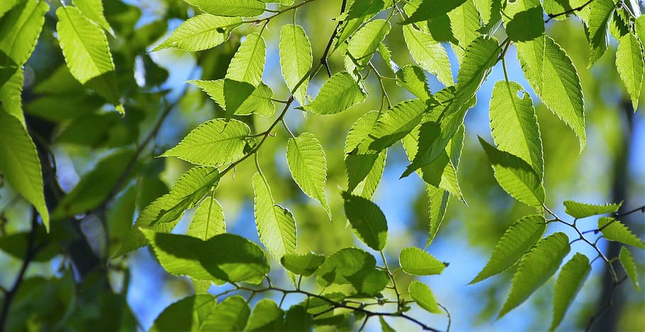 green ovate leaves, spring, fresh green, blue sky, show through, vein, light, sun, sunlight, woods