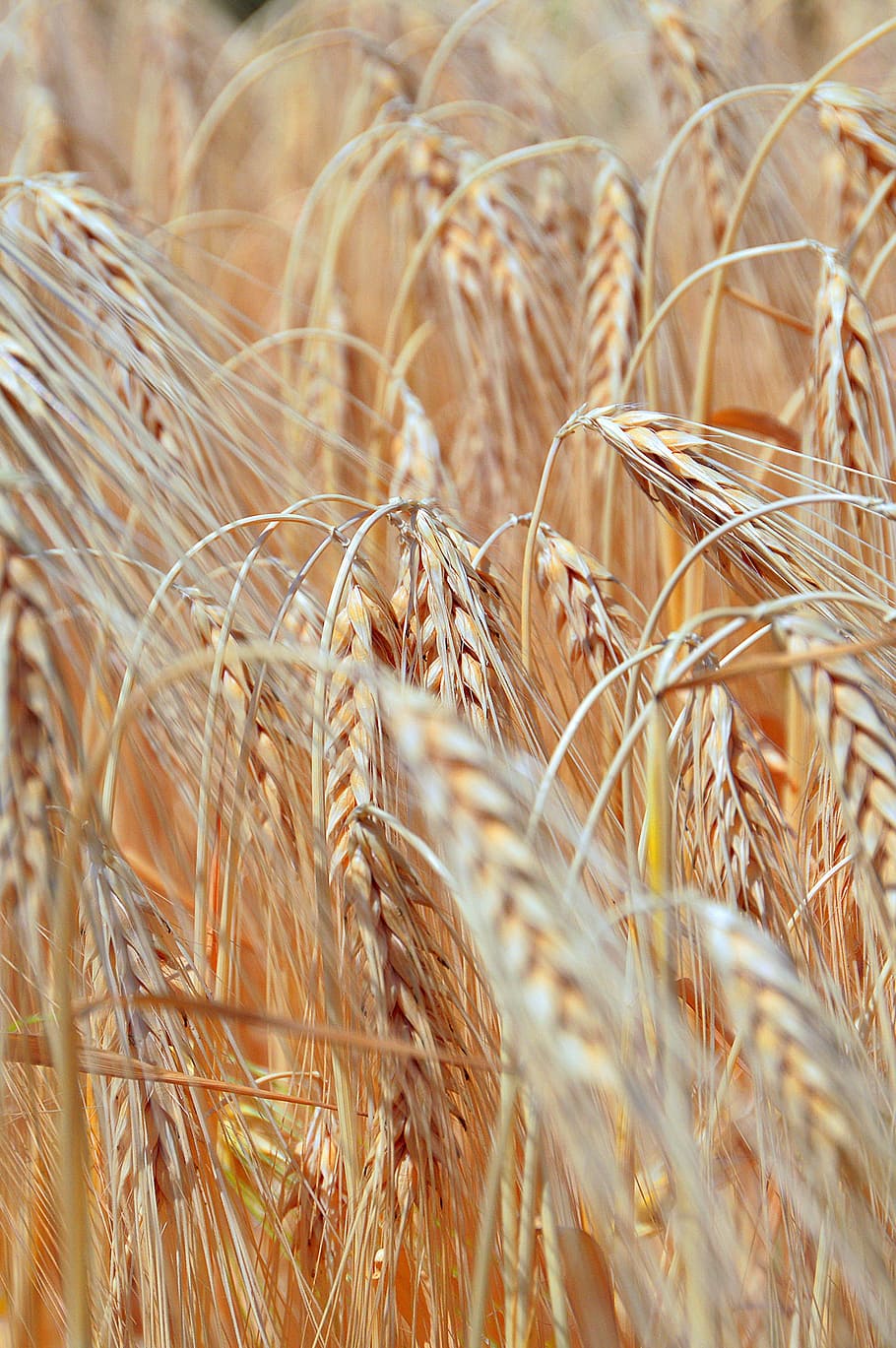Gandum, Wheatfield, musim panas, ladang jagung, oleh chaitanya k, sinar matahari, pertanian, sereal, telinga gandum, alam