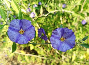 Página 64 | Fotos flor azul-púrpura libres de regalías | Pxfuel