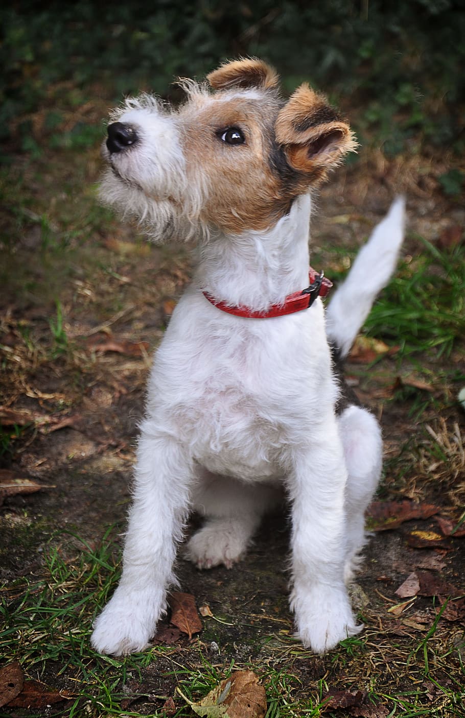 selective, focus photography, sitting, adult, white, tan, parson russell terrier, sits, ground, daytime