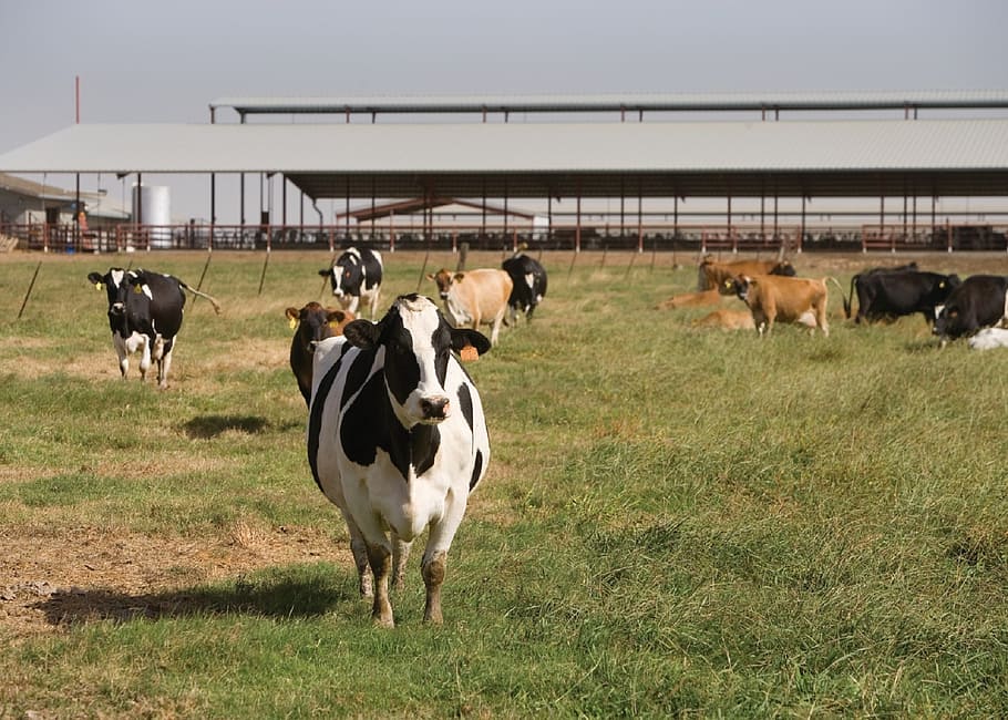 牛の群れ, 牛, 農場, 農業, 家畜, 田舎, 農村, 群れ, 動物, 乳製品