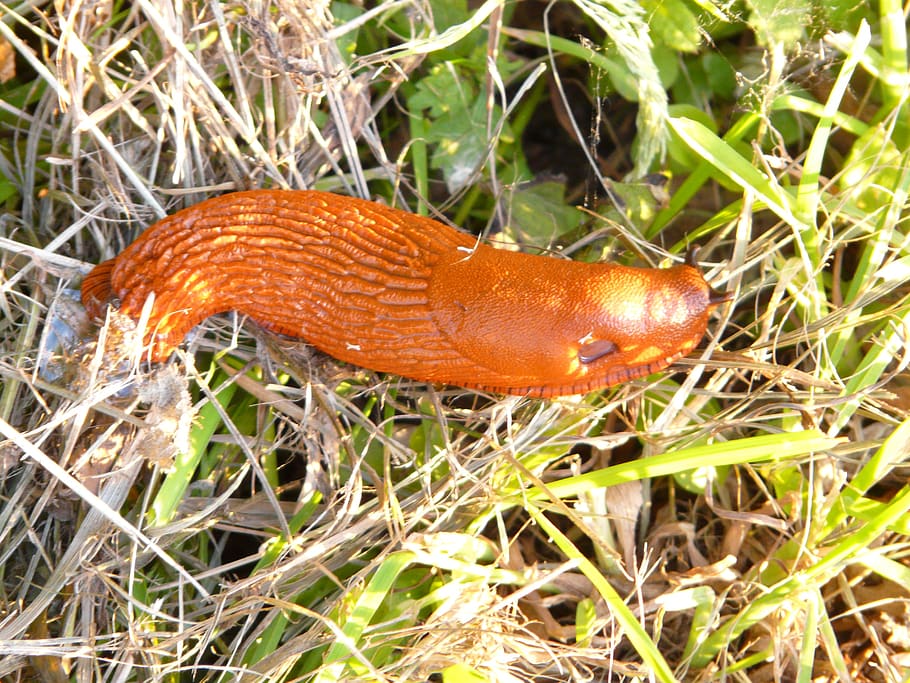 snail, red wegschnecke, arion rufus, orange, bright, red, slowly, crawl, nasty, glibbrig