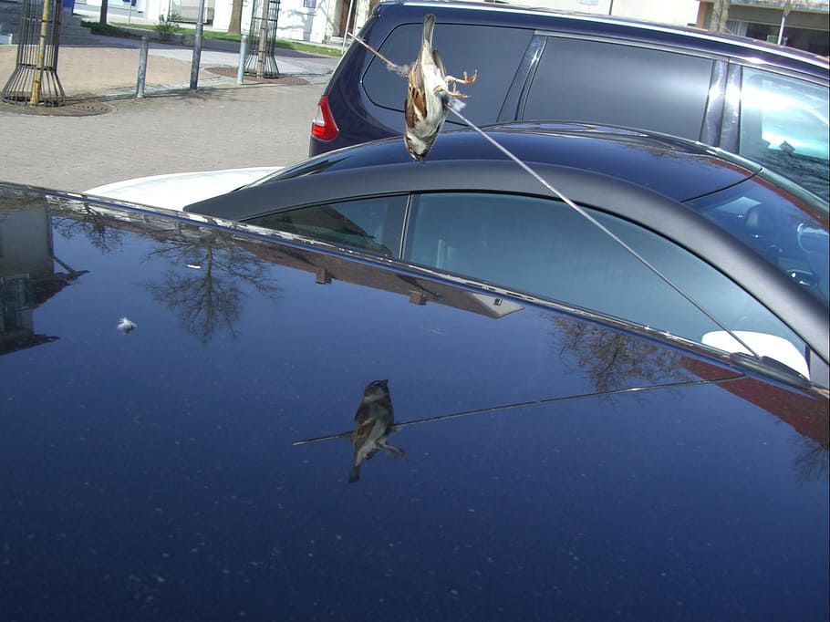 impaled, accidental death, sparrow, car antenna, pierced, engraving, spit, fatal, mirroring, antenna