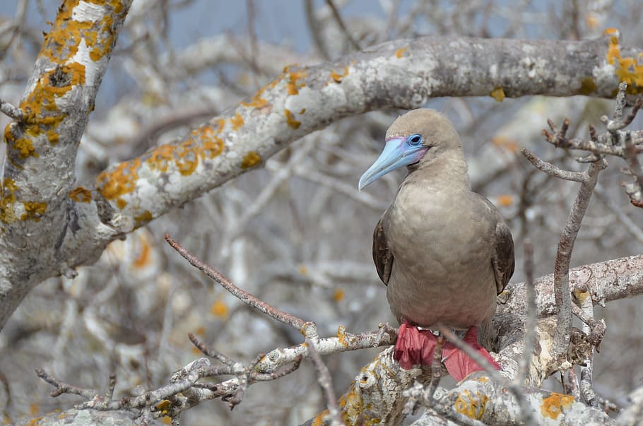 selective, focus photography, brown, blue, bird perching, tree, galapagos islands, red-footed booby, booby, galapagos