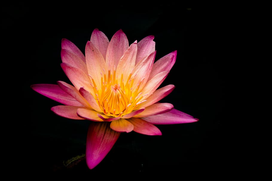pink, orange, waterlily flower macro photography, flower, petal, bloom, garden, plant, nature, autumn