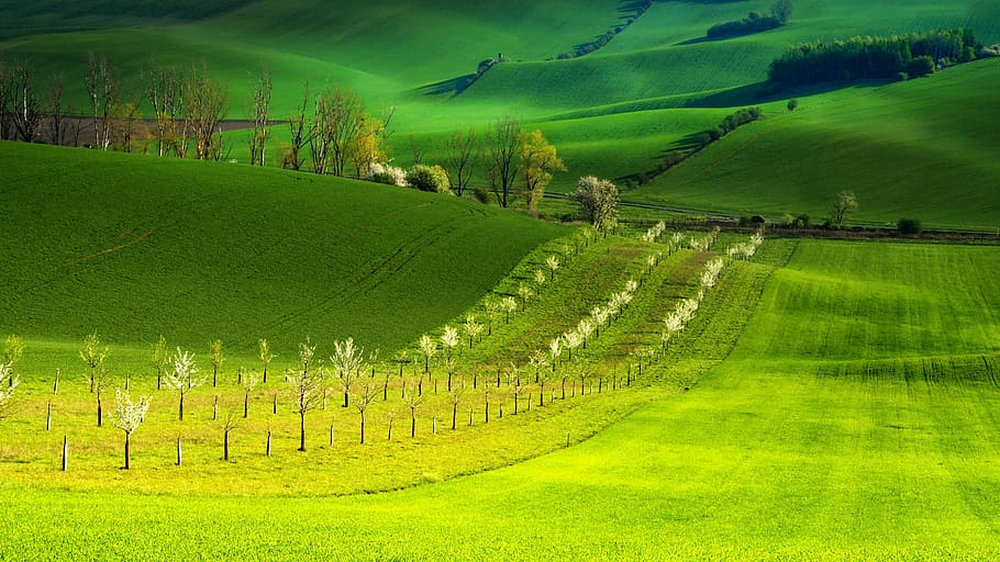 green field wallpaper, moravia, south moravia, landscape, spring, biozones, trees, sets, meadows, field