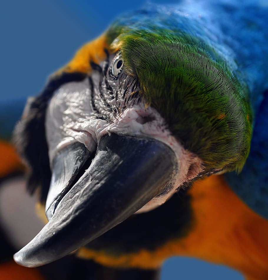 blue, red, scarlet, macaw, ara, yellow macaw, parrot, bird, portrait, head