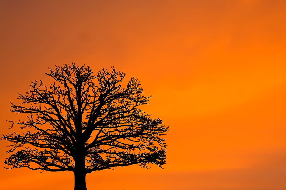 silhouette, tree, orange, sky, sunset, sunrise, winter, nature, sunlight, outdoor