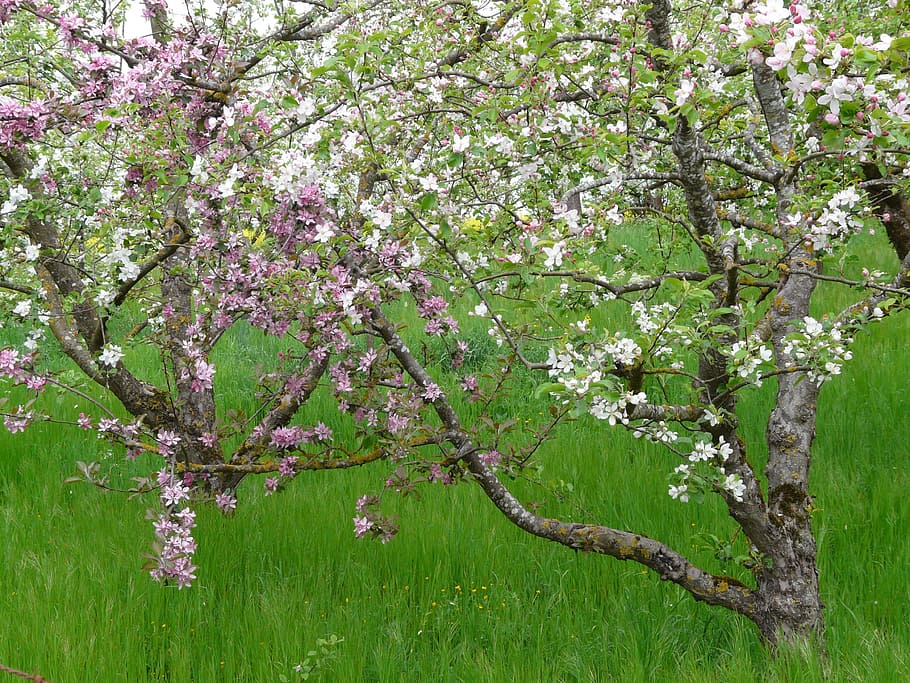 Orchard, Fruit Tree, Apple Tree, tree, agriculture, flower, blossom, nature, branch, springtime