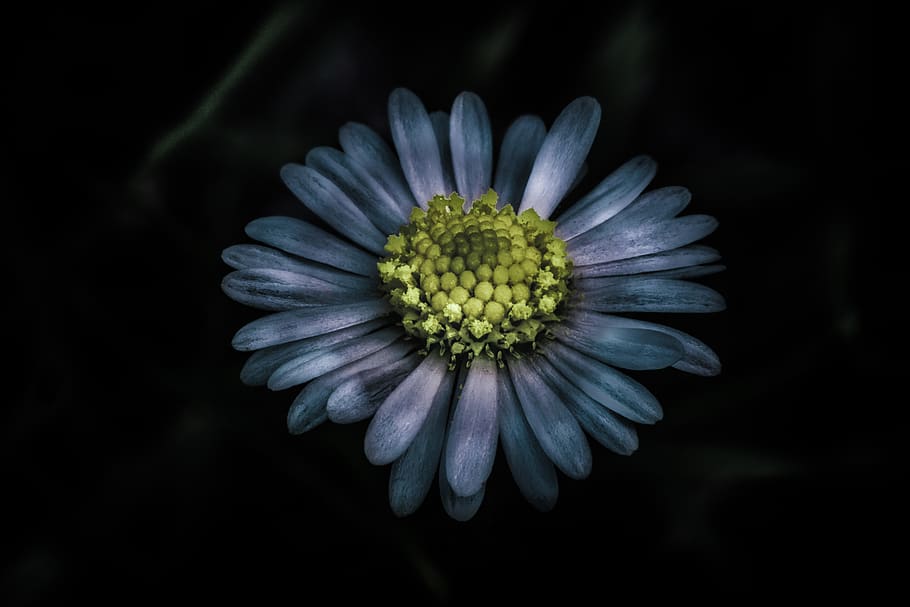 daisy, flower, the petals, single, dark background, flora, yellow, white, dirty, the tabletop was dirty