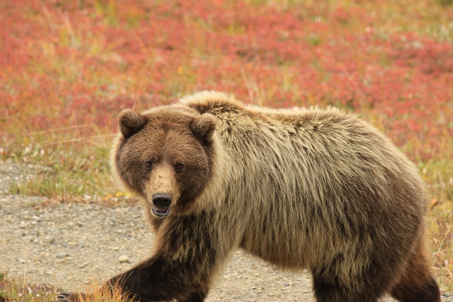 beruang, grizzly, alaska, taman nasional denali, berjalan, satwa liar hewan, binatang menyusui, satu binatang, binatang di alam liar, hari
