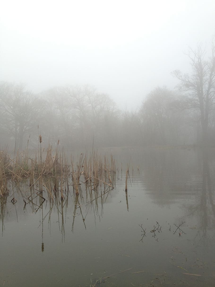 sticks, river, covered, fog, mist, nature, lake, landscape, forest, light