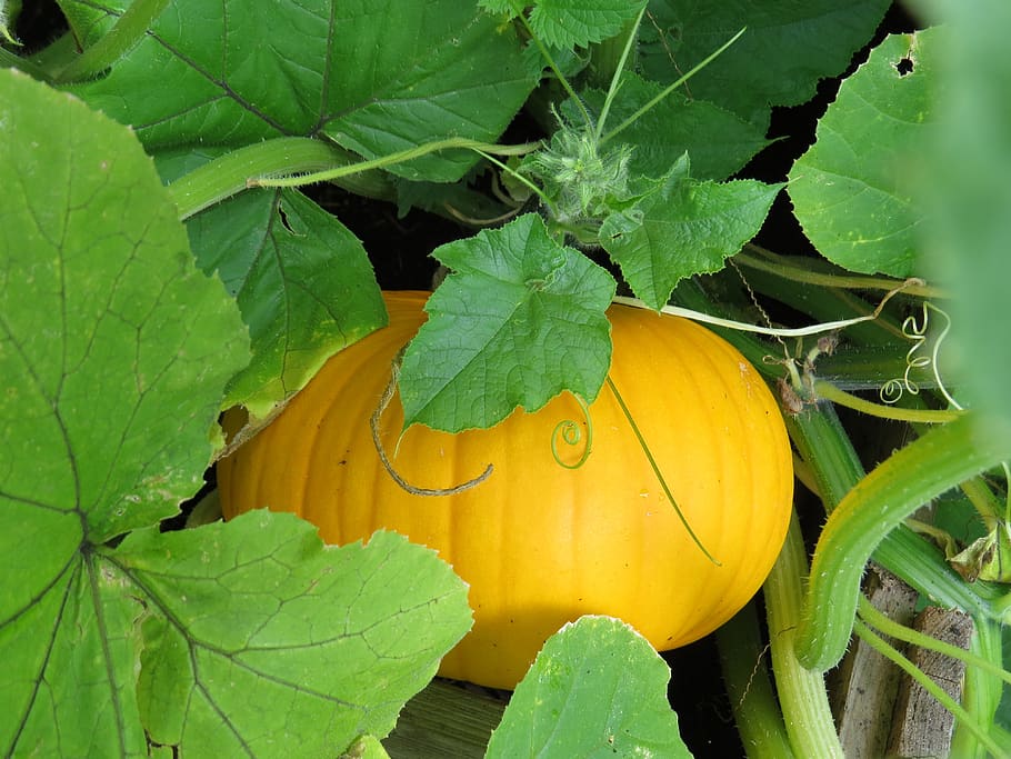 pumpkin, autumn, halloween, orange, vegetables, decoration, harvest, october, food, season