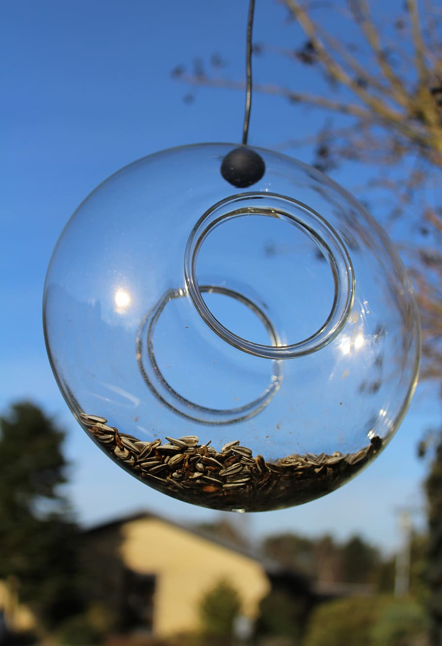 feeder, feed bullet, bird food, tree, focus on foreground, sky, nature, sphere, close-up, reflection