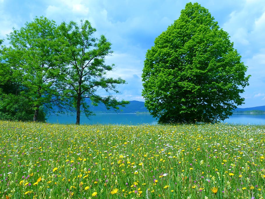 green trees, Meadow, Flowers, Bloom, Colorful, Lake, water, landscape, nature, green Color