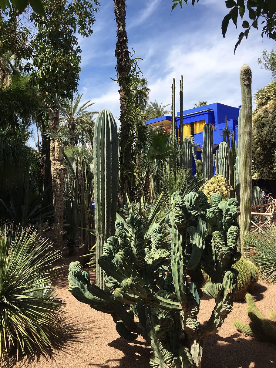 Marrakech, Garden, Plant, Botany, garden, plant, succulent, needle, spice, morocco, cactus