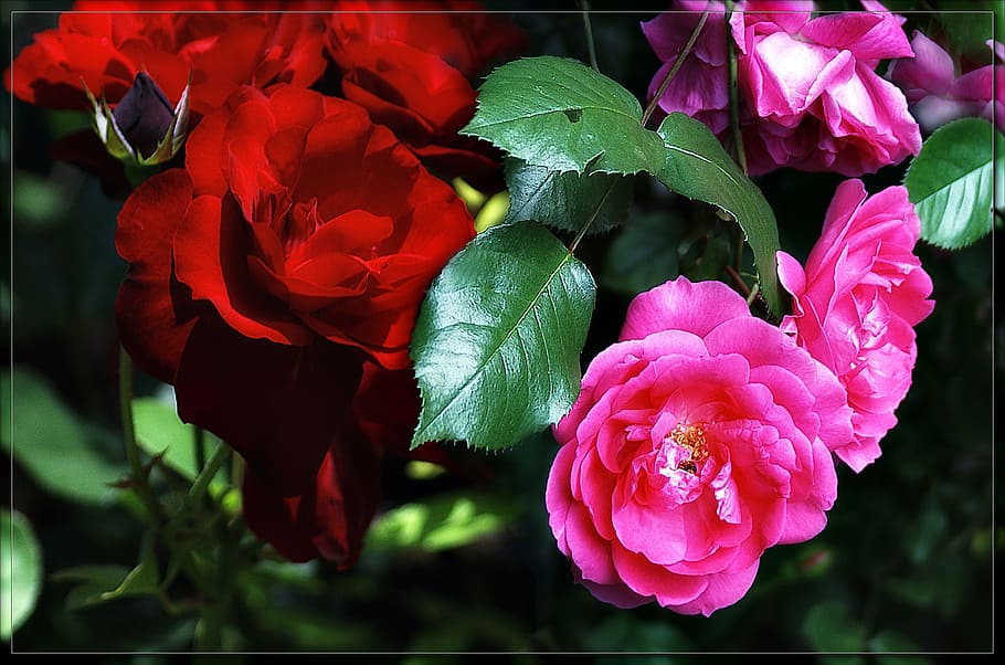 closeup, two, red, pink, rose, flowers, garden roses, nature, garden flowers, spring