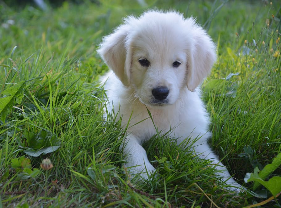 golden, retriever puppy, green, grass, daytime, puppy, golden retriever, dog, female, beautiful