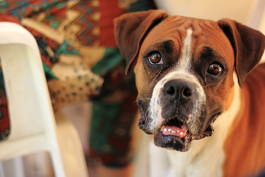 boxer dog, looking, dog, pet, boxer, animals, canine, domestic, domestic animals, one animal