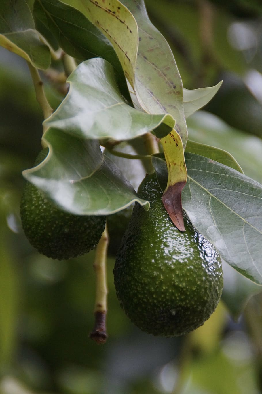 avocado, avocado tree, plant, healthy, fruit, edible, vitamins, green, food, exotic