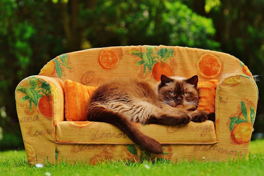 brown, beige, cat, orange, printed, sofa, green, grass field, couch, british shorthair