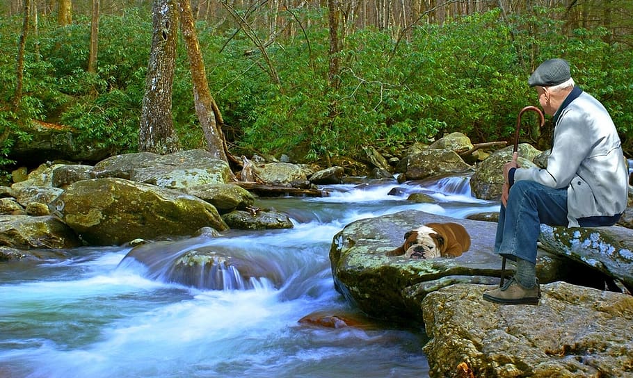 landscape, nature, creek, water, pet, river, forest, domestic animal, animal, man
