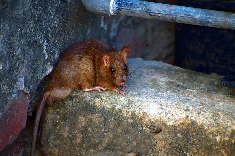 field mouse, mus booduga, rodent, musa, mammal, animal, animal themes, one animal, animal wildlife, animals in the wild