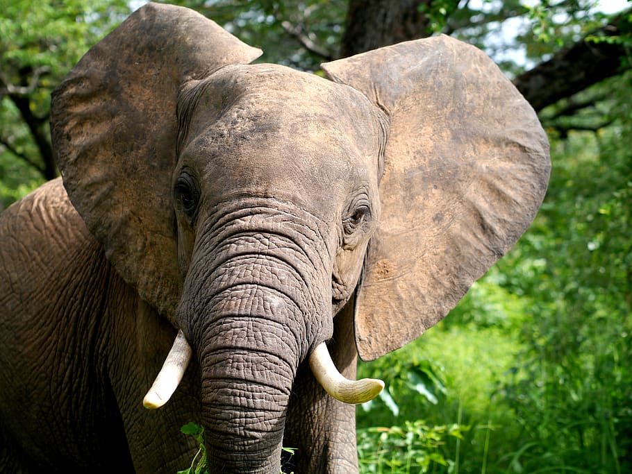 africa, elephant, chobe, safari, animal, nature, mammal, wildlife, trunk, pachyderm