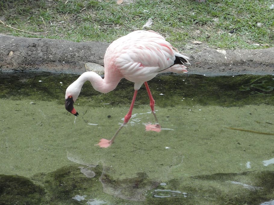 flemish, bird, pink, feathers, pink flemish, flamingo, animal, wildlife, nature, pink Color