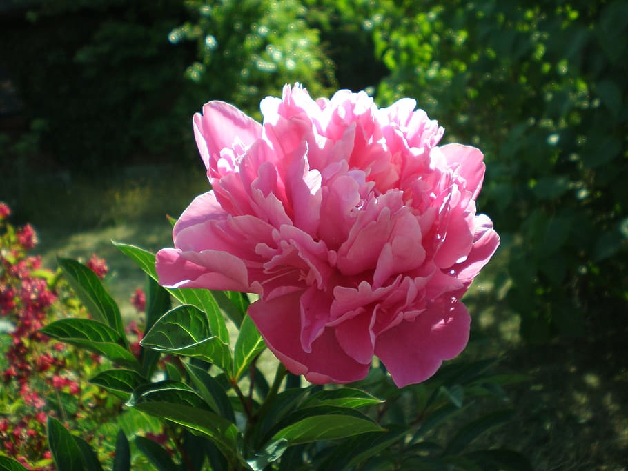 peony, flower garden, flower, red, blossom, bloom, flowering plant, plant, beauty in nature, pink color