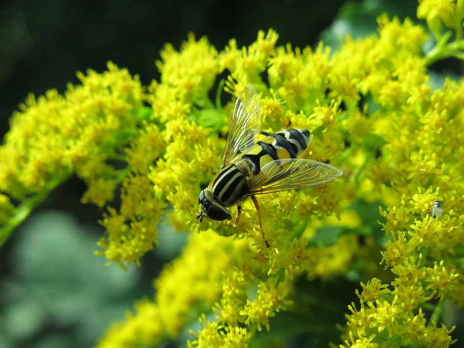 great swamp hover fly, helophilus trivittatus, golden rod, solidago, gold diamond, insect, hover fly, flight insect, close up, fly