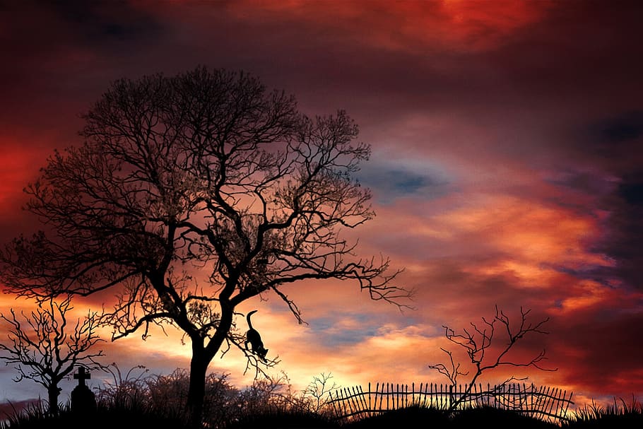 silhouette photography, tree, tombstone, cemetery, trees, mystical, mood, landscape, cat, animal